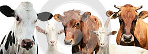 Set with cute cows and goats on white background, banner design. Animal husbandry