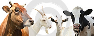 Set with cute cows and goats on white background, banner design. Animal husbandry