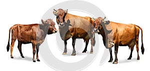 Set of cute cows on white background, banner design. Animal husbandry