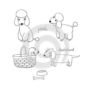 Set of cute dachshund and poodle illustration in different poses.