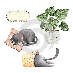 Set of cute domestic cats and a potted plant