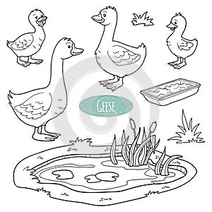 Set of cute farm animals and objects, vector goose family photo