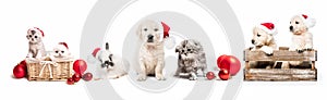 Set of home pets with new year decorations