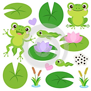 Set of Cute frog cartoon. Wild animal drawing. Egg masses, tadpole, froglet, frog. Educational vector illustration.