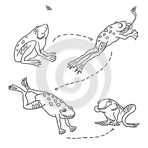 Set of cute frog. Hunting jumping frog. Frog catches and eats the fly 4 stages.
