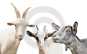 Set with cute goats on white background. Animal husbandry