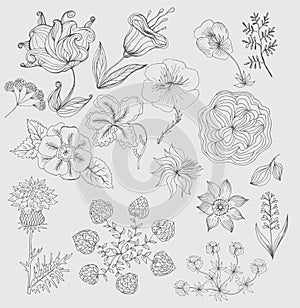 Set of cute hand drawn black ink flowers and herbs, plants