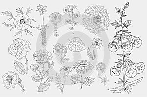 Set of cute hand drawn black ink flowers and herbs, plants