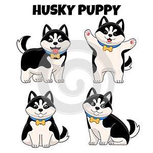 Set of cute husky puppy dog