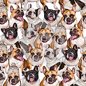 Set of cute little dog French bulldog. Funny collection pictures pattern of different happy puppy, isolated for print