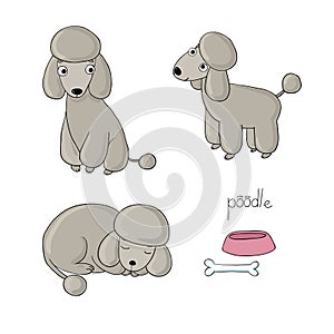 Set of cute poodle illustration in different poses.