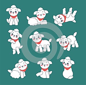 Set of cute poodles in different poses.