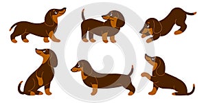 Set of cute purebred dachshund dogs in different poses. Cartoon style illustration