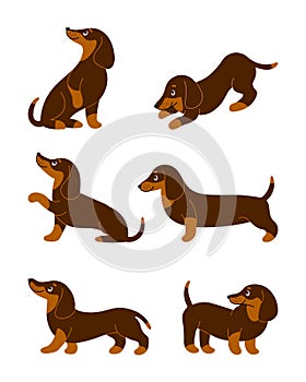 Set of cute purebred dachshund dogs in different poses. Cartoon style illustration