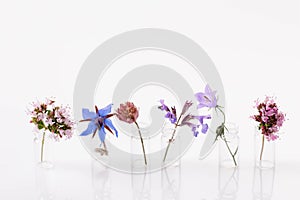 Set of cute purple and blue small flowers in glass bottles on a white background. Concept of spring women's