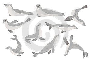 Un conjunto compuesto por lindo focas diseno de pintura el diseno un piso ilustraciones aislado sobre fondo blanco 