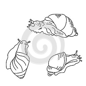 Set of cute sneils, three view of mollusc, outline vector illustration