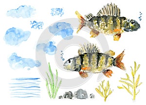 Set of cute watercolor fish, sea weed, water blobs