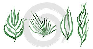 Set of cute watercolor textured green fern leaves