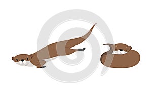 Set of Cute Weasel in Various Poses, Adorable Funny Wild Animal in Action Cartoon Vector Illustration