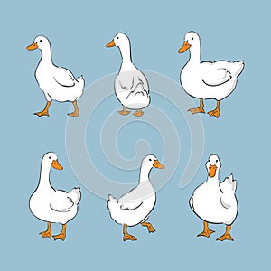 Set of cute white ducks. Vector farm birds illustration