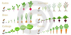 Set of cycles of growth of vegetables on a white background.