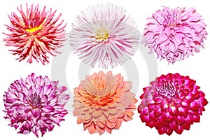 Set of Dahlia