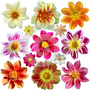 Set of dahlia flower heads