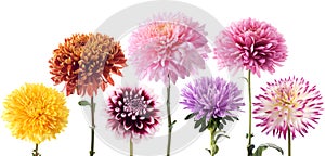 Set of dahlia flowers in different color