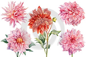 Set of dahlia flowers, isolated white background, watercolor botanical painting