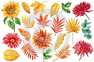Set of dahlia, sunflower, autumn tropical leaves yellow and red. Watercolor hand drawing illustration white background