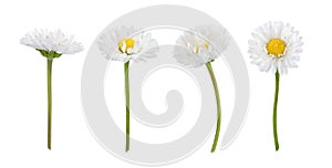 Set of daisy flowers isolated on a white