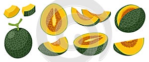 Set of dark green cantaloupe melons. Vector illustration of whole melon and melons cut into pieces and slices. Isolated