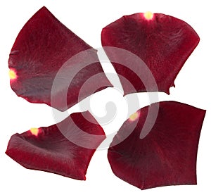 Set of dark red rose petals isolated on white