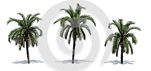 Set of Date Palm trees with shadow on the floor