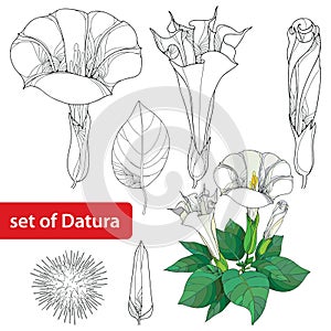 Set with Datura stramonium or Thorn apple. Poisonous plant. Flower, leavs, bud and fruit on white background.