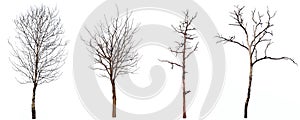 set dead tree isolated on a white background