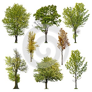 Set of deciduous trees isolated on white background