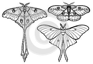 Set of decorative butterflies.