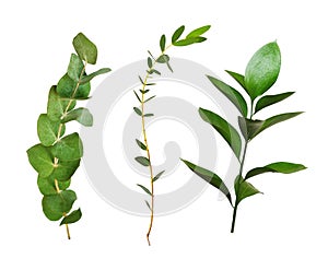 Set of decorative eucalyptus and ruscus green leaves