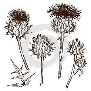 Set of decorative onopordum acanthium. Scottish thistle