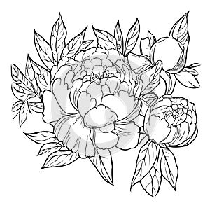 Set of decorative peony flower line art, flower isolated on white background. Highly detailed vector illustration pencil art