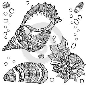 Set of decorative seashells on white background