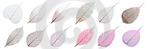 Set of decorative skeleton leaves on white background