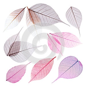 Set of decorative skeleton leaves on white background