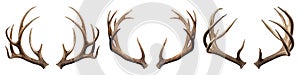 Set of deer antlers isolated on a white or transparent background close-up. Overlay of deer antlers for insertion. A