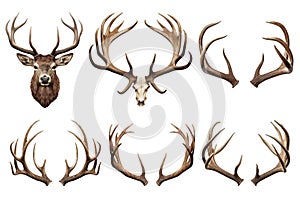 Set of deer head and antlers isolated on a white or transparent background close-up. Overlay of deer antlers for