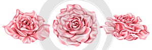 A set of delicate pink roses in watercolor style. A collection of digital images of botanical plants on a white background. For a