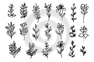 Set of delicate sketch textured black herbs