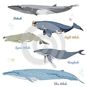 Set of 5 detailed whales from the world realistic icons vector illustration include finback, right whale, sperm whale